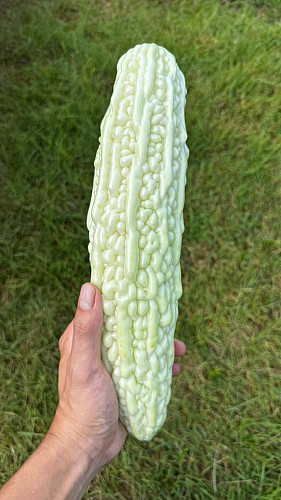 白ゴーヤ