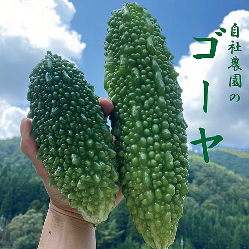 ゴーヤ