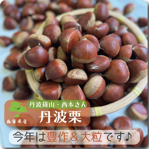 丹波栗