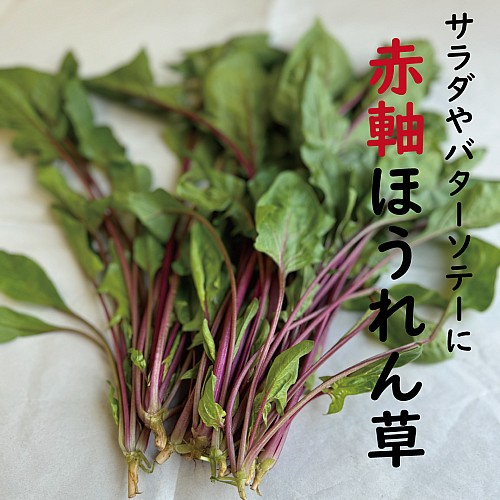 赤軸ほうれん草