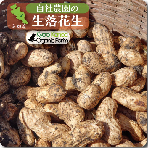 生落花生