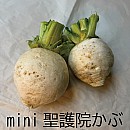 mini聖護院かぶ