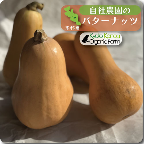 バターナッツかぼちゃ