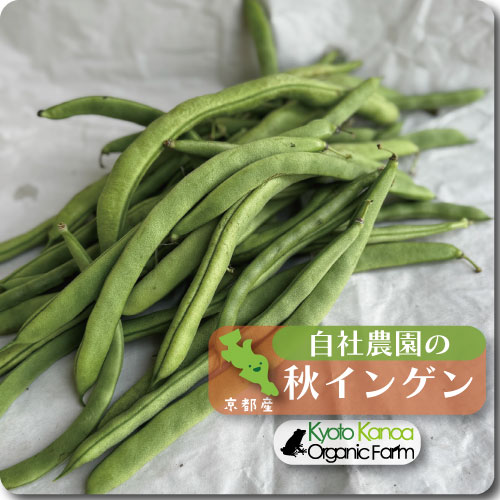 秋インゲン豆(三度豆)