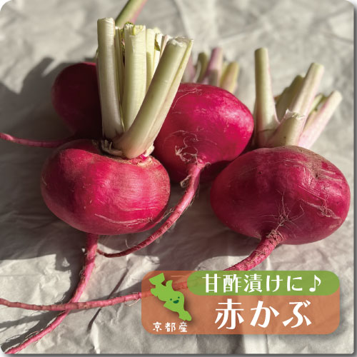赤かぶ