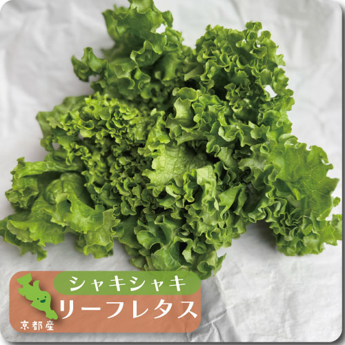 グリーンリーフレタス