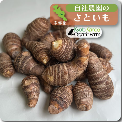 自社農園の里芋