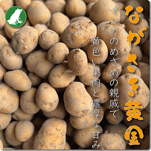 ながさき黄金(じゃがいも)(小粒)