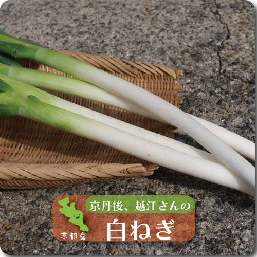 白ねぎ